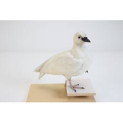 <em>Chionis minor</em>, Black-faced Sheathbill. [B 32987]