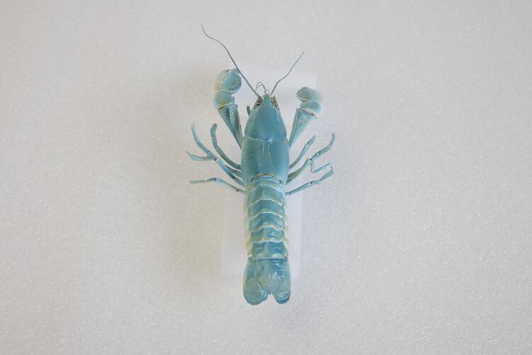 <em>Cherax destructor</em>, Yabby. [J 13164]