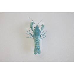 Our Wondrous Planet, Our Wild Family: Dry Specimen - Yabby, <em>Cherax destructor</em> Clark, 1936