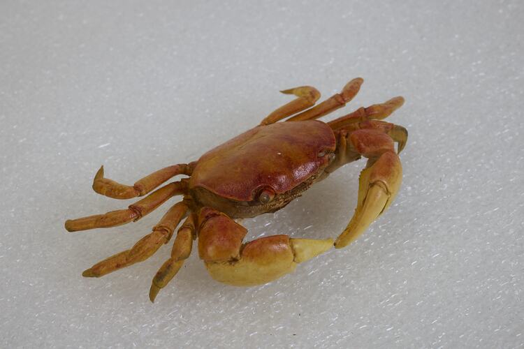 <em>Cyclograpsus audouinii</em>, Smooth Shore Crab. [J 5303]