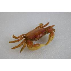 Our Wondrous Planet, Our Wild Family: Dry Specimen - Smooth Shore Crab, <em>Cyclograpsus audouinii</em> Milne Edwards, 1837