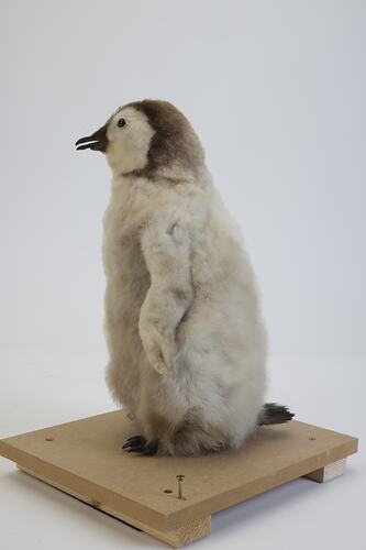<em>Aptenodytes forsteri</em>, Emperor Penguin. [B 22524]