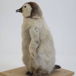 Our Wondrous Planet, Ice: Taxidermy Mount - Emperor Penguin, <em>Aptenodytes forsteri</em>