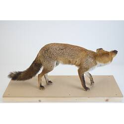 <em>Vulpes vulpes</em>, Red Fox. [C 27270]
