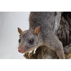 <em>Phascogale tapoatafa</em>, Brush-tailed Phascogale. [C 29700]