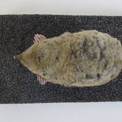 <em>Scalopus aquaticus</em>, Eastern Mole. [C 30204]