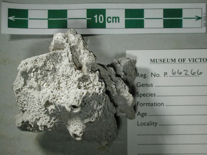 Lumpy fossil sponge specimen beside scale bar and label.