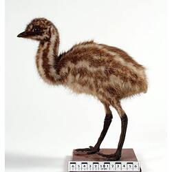 Emu chick with brown and cream stripes mounted standing on a board.