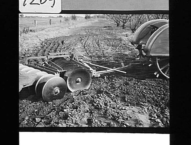 EXP. OFF-SET DISC CULTIVATOR AT WORK IN ORCHARD AT KYABRAM, VIC: JUNE 1943