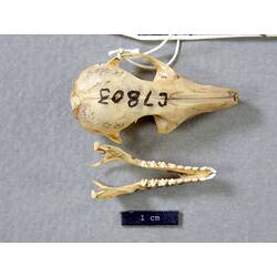 Possum lower jaw beside skull, orientated with teeth visible.