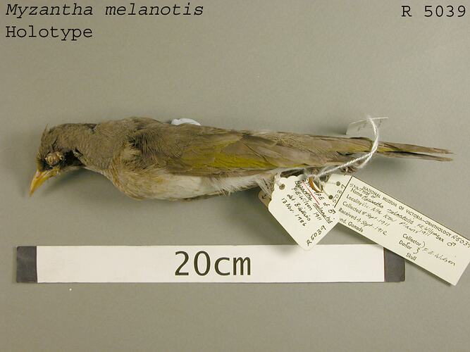 Dry bird skin specimen with labels.