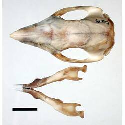 Bettong skull and lower jaw, external surfaces visible.