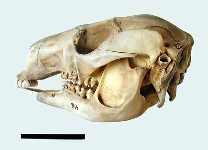 Side view of Wallaroo skull.
