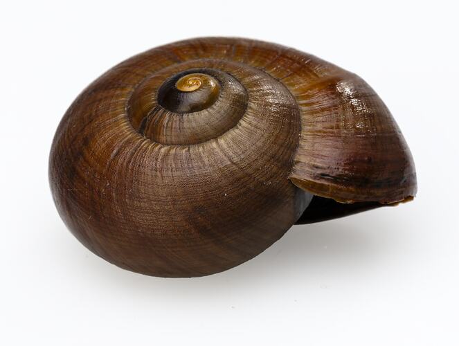 <em>Powelliphanta lignaria</em>, amber snail. [F 183743.1]