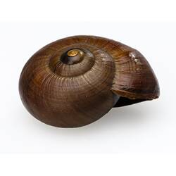 <em>Powelliphanta lignaria</em>, amber snail. [F 183743.1]