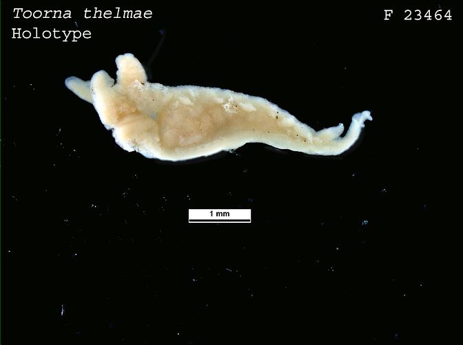 <em>Toorna thelmae</em>, sea slug.  Holotype.  Registration no. F 23464.