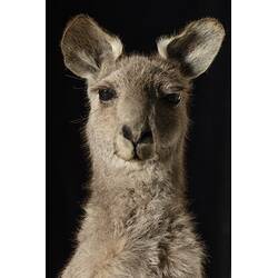 <em>Macropus giganteus</em>, Eastern Grey Kangaroo. [C 28247]