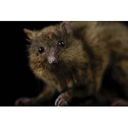 <em>Tarsipes rostratus</em>, Honey Possum. [C 31225]