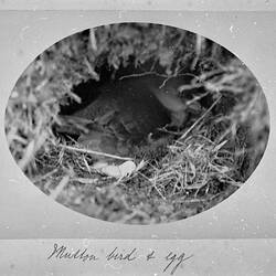 Photograph - 'Mutton Bird & Egg', by A.J. Campbell, Phillip Island, Victoria, Nov 1902