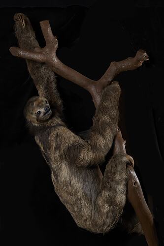 Taxidermy sloth specimen.