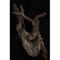 Our Wondrous Planet, Rainforest: Taxidermy Mount - Northern Maned Three-toed Sloth, <em>Bradypus torquatus</em>