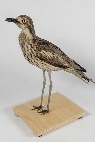 <em>Burhinus grallarius</em>, Bush Stone-curlew. [22154]