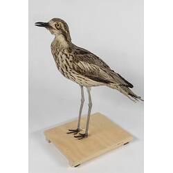 <em>Burhinus grallarius</em>, Bush Stone-curlew. [22154]