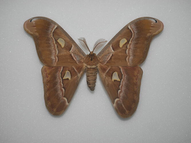 Pinned orange moth with pale eyespots on wings.