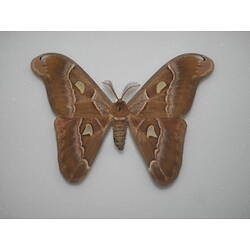 Pinned orange moth with pale eyespots on wings.