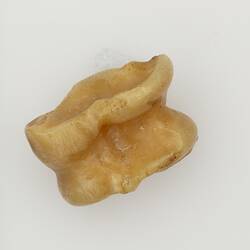 Knucklebone, natural colour.