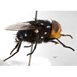 Lateral view of pinned blowlfy specimen.