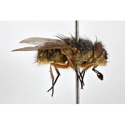 Lateral view of pinned blowlfy specimen.