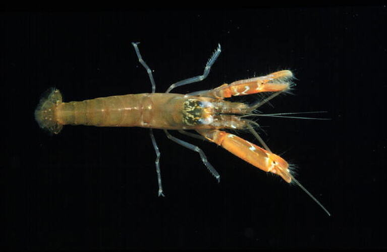 Social Snapping Shrimp viewed from above.