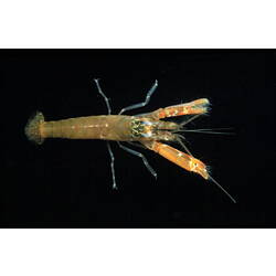 Social Snapping Shrimp viewed from above.