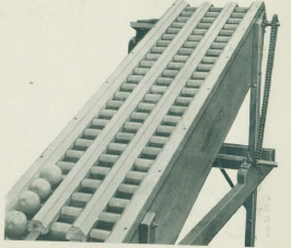 Photograph - Conveyor system for fruit grading machine