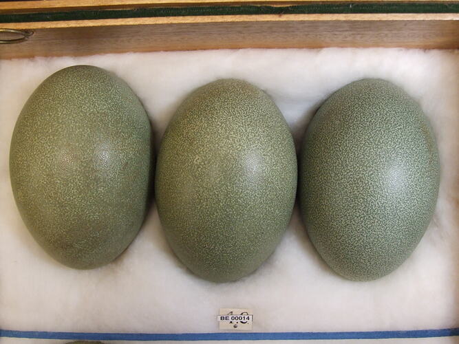 Detail of three bird eggs with specimen label.