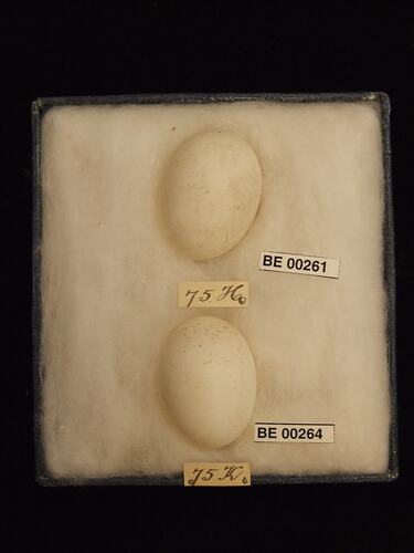 Two bird eggs with specimen labels in box.