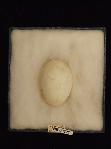 Bird egg with specimen labels in box.