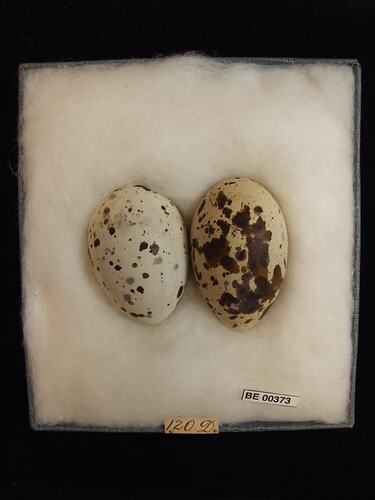 Two bird eggs with specimen labels in box.
