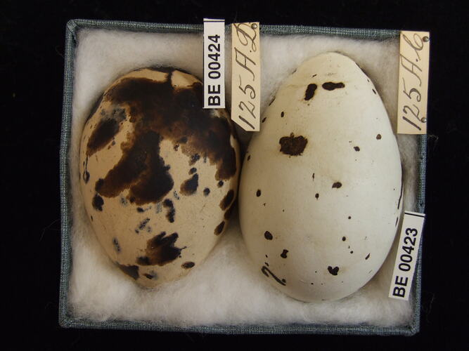 Two bird eggs with specimen labels in box.