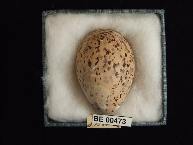 Bird egg with specimen labels in box.