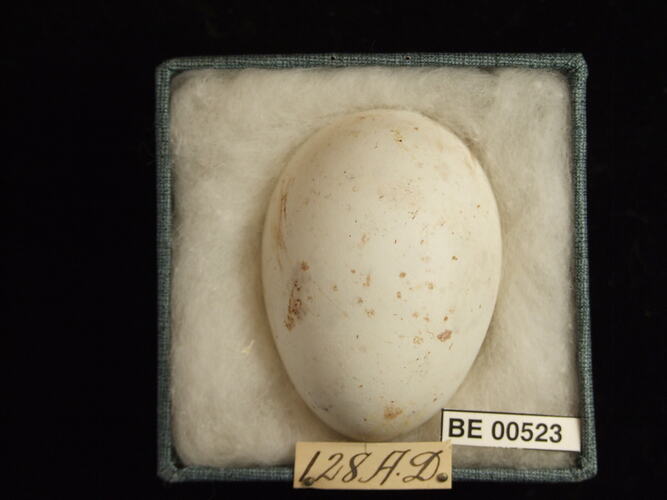 Bird egg with specimen labels in box.