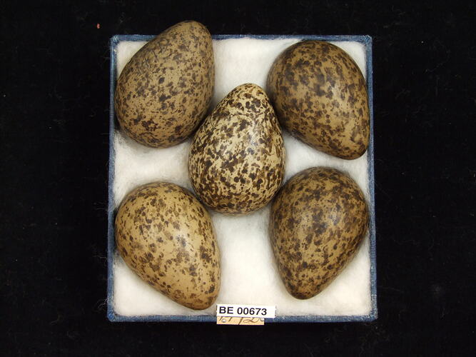 Five bird eggs with specimen labels in box.
