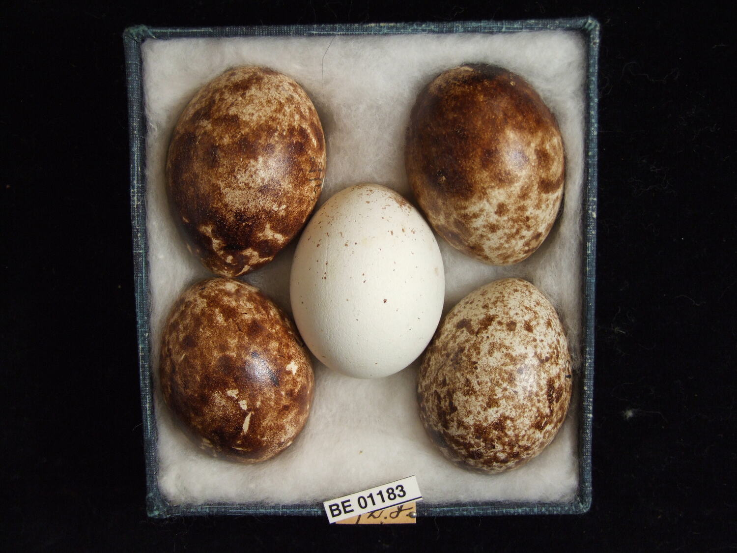 Elanus scriptus