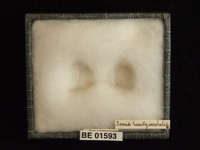 Two bird eggs in box with specimen labels.
