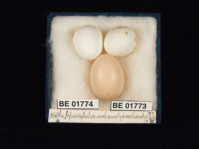 Three bird eggs with specimen labels in box.