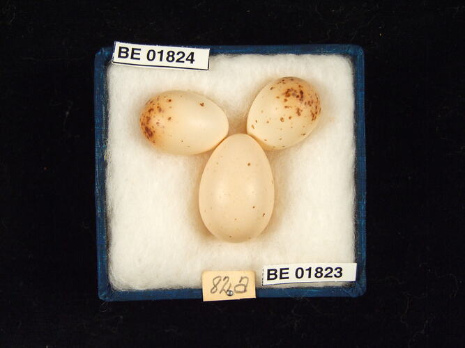 Three bird eggs with specimen labels in box.