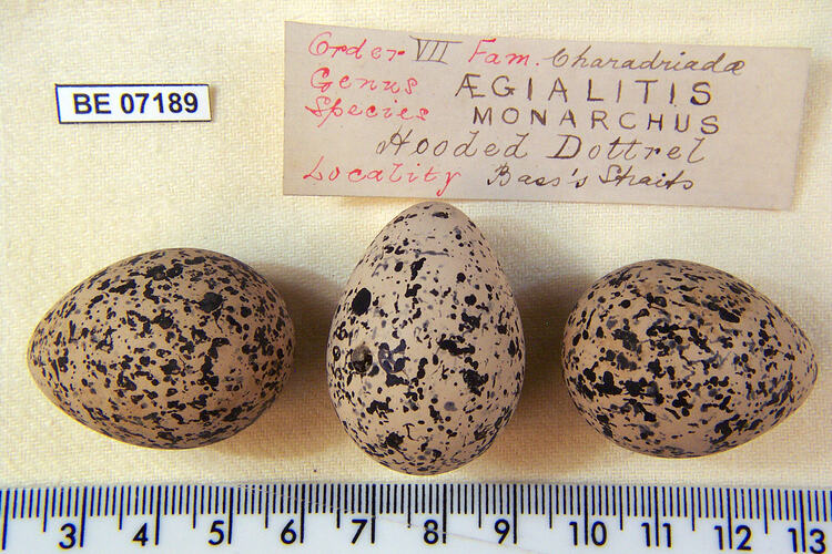 Three bird eggs with specimen labels beside ruler.
