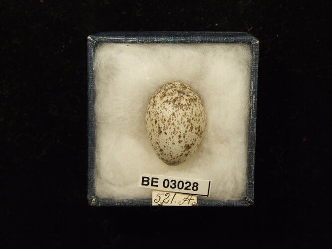 Bird egg in box with labels.