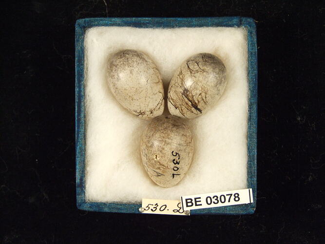 Three bird eggs in box with labels.